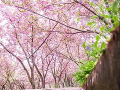 -北京国际鲜花港