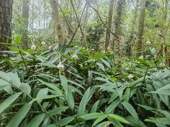 -金山植物公园