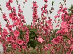 -松山湖梦幻百花洲