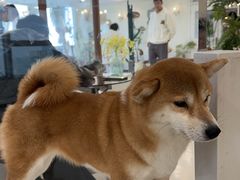 -共舞时光猫咖·狗咖(新街口店)