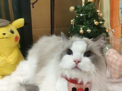 -Pets First伊珊娜洗护·精致美容·家庭式寄养(新会路店)