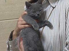 -北京观赏动物医院·24小时大型综合·猫专科·异宠专科