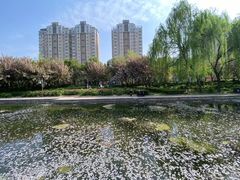 -洛阳市牡丹公园