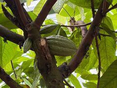 -歌斐颂巧克力小镇