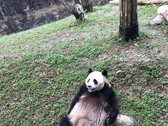 -都江堰中华大熊猫苑