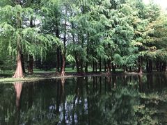 -共青国家森林公园-南大门停车场