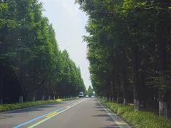 -黄海国家森林公园