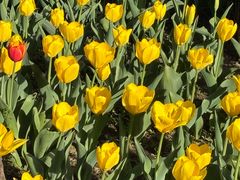 -国家植物园南园