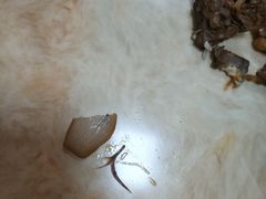 -鸡公煲(南竹饭店)