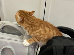 -瑞鹏宠物医院·骨科·猫科·内科(第一中心)