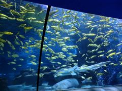 -太平洋海底世界