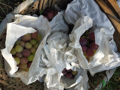 -马陆小张葡萄园农家乐