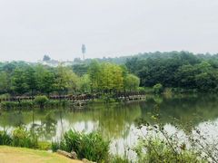 -大塘金香草谷