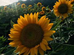 -艾溪湖湿地公园