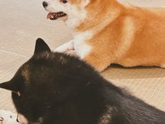 -逗柴咖啡屋·狗咖猫咖宠物桌游