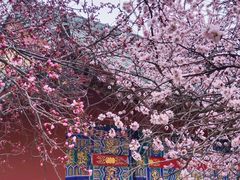 -桃花堤公园