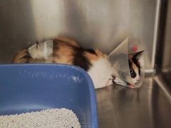 -萌兽医馆·犬猫专科·眼科中心·宠物医院(朝阳门分院)