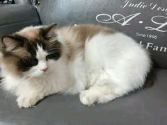 -翊宠yipet猫狗购宠庄园犬舍•猫舍