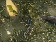 -徽三说·土徽菜·中国徽菜连锁品牌(一中店)