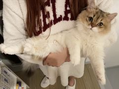 -momokira米努特·德文卷毛猫·棉花面纱犬