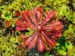 -国家植物园南园