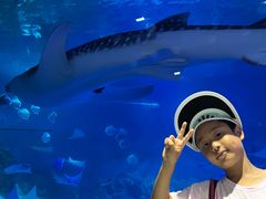 -烟台海昌鲸鲨海洋公园
