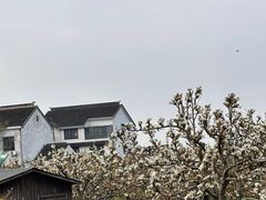 -树山生态村
