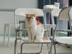 -怪兽屋·羊驼·猫咖·狗咖(俊华广场店)