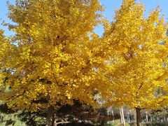 -长白岛森林公园