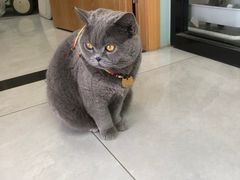 -中农大我爱我爱动物医院·核磁CT·猫病·24小时夜诊中心(石佛营店)