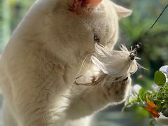 -佳雯宠物医院(金华南路分院)