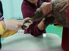 -北京观赏动物医院·24小时大型综合·猫专科·异宠专科