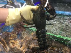 -盒马鲜生(大成店)