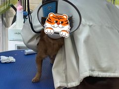 -瑞鹏宠物医院·夜间急症·心超·猫科(祖庙分店)
