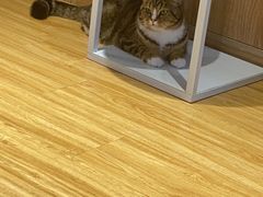 -啵啵喵·猫咖(攀华国际店)