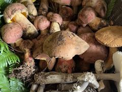 -铁山坪森林公园