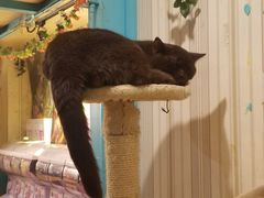 -猫小院猫主题咖啡厅(北锣店)