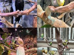 -正佳雨林生态植物园