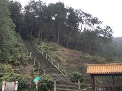 -铁山坪森林公园