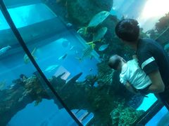 -乐从天佑城海洋馆