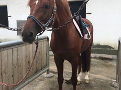 -松声马术俱乐部