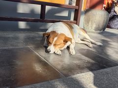 -龙华素斋(龙华路店)