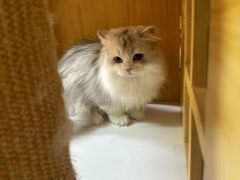 -十月米努特矮脚猫舍