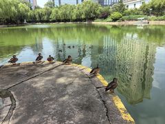 -团结湖公园