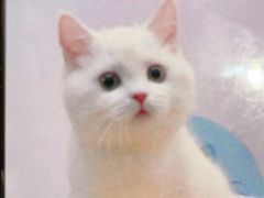 -欣宠猫屋·矮脚拿破仑·蓝金金渐层