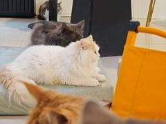 -平行世界·猫咖(首经贸店)