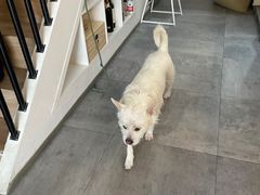 -悟白咖啡WoobyCafe