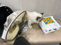 -半岛宠物医院24小时(西派城店)