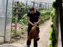 -马陆小张葡萄园农家乐