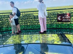 -黄海国家森林公园